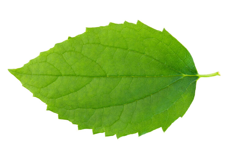 eco-friendly printing substrates